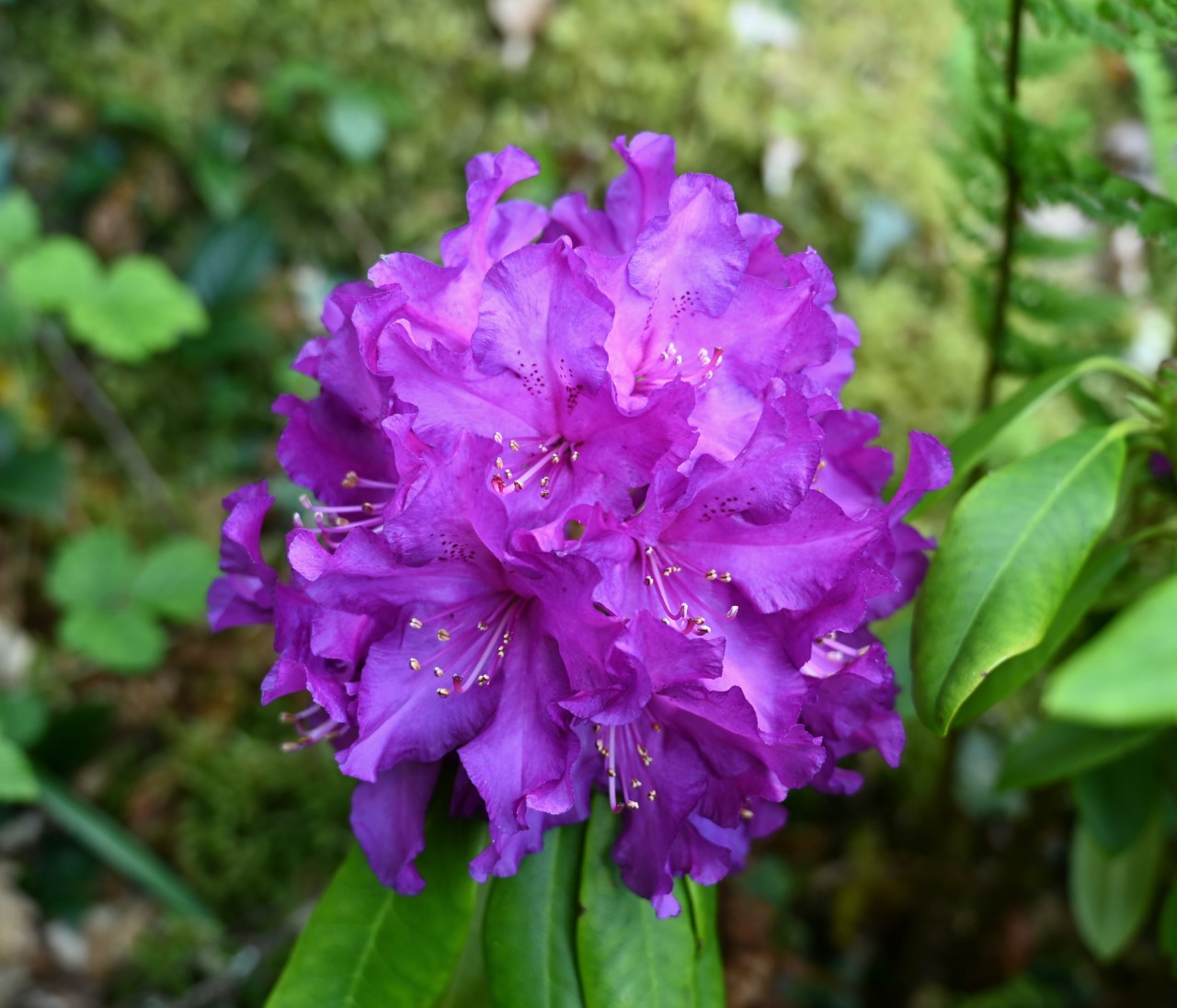 'Purple Passion'